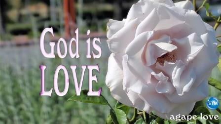 Agape Love - beautiful rose