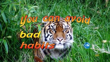 Habits - Bengal Tiger