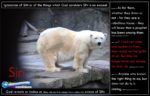 picture of polar bear at san francisco zoo for the sin page